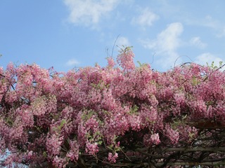 IMG_4153.jpg